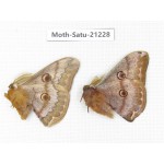 Caligula boisduvali. China, Heilongjiang, Jiamusi. 2M. Moth-Satu-21228.