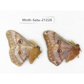 Caligula boisduvali. China, Heilongjiang, Jiamusi. 2M. Moth-Satu-21228.