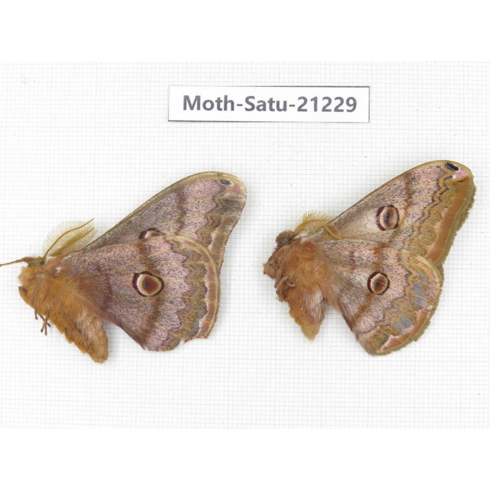 Caligula boisduvali. China, Heilongjiang, Jiamusi. 2M. Moth-Satu-21229.