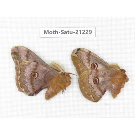 Caligula boisduvali. China, Heilongjiang, Jiamusi. 2M. Moth-Satu-21229.