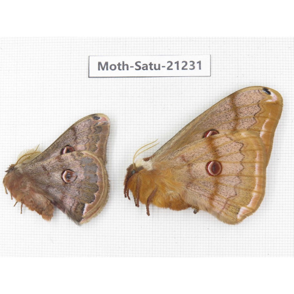 Caligula boisduvali. China, Heilongjiang, Jiamusi. 1P. Moth-Satu-21231.