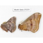 Caligula boisduvali. China, Heilongjiang, Jiamusi. 1P. Moth-Satu-21231.