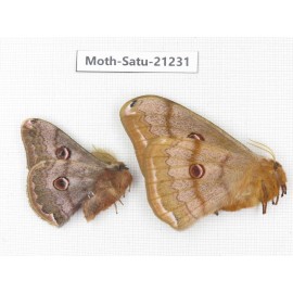 Caligula boisduvali. China, Heilongjiang, Jiamusi. 1P. Moth-Satu-21231.