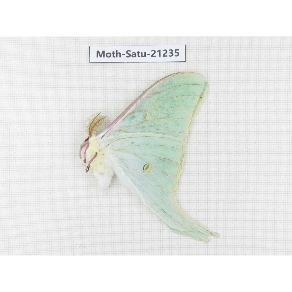 Actias selene ssp. China, Heilongjiang, Jiamusi. 1M. Moth-Satu-21235.