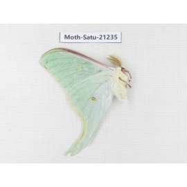 Actias selene ssp. China, Heilongjiang, Jiamusi. 1M. Moth-Satu-21235.
