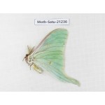 Actias selene ssp. China, Heilongjiang, Jiamusi. 1M. Moth-Satu-21236.