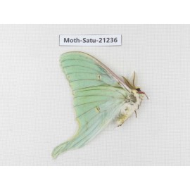 Actias selene ssp. China, Heilongjiang, Jiamusi. 1M. Moth-Satu-21236.