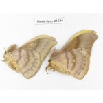 Saturniidae sp. China, Heilongjiang, Jiamusi. 2M. Moth-Satu-21246.