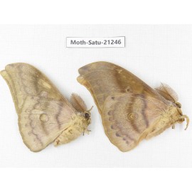 Saturniidae sp. China, Heilongjiang, Jiamusi. 2M. Moth-Satu-21246.