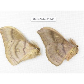 Saturniidae sp. China, Heilongjiang, Jiamusi. 2M. Moth-Satu-21248.