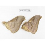 Saturniidae sp. China, Heilongjiang, Jiamusi. 2M. Moth-Satu-21249.