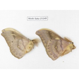 Saturniidae sp. China, Heilongjiang, Jiamusi. 2M. Moth-Satu-21249.