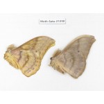 Saturniidae sp. China, Heilongjiang, Jiamusi. 2M. Moth-Satu-21250.