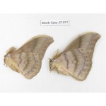 Saturniidae sp. China, Heilongjiang, Jiamusi. 2M. Moth-Satu-21251.