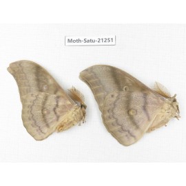 Saturniidae sp. China, Heilongjiang, Jiamusi. 2M. Moth-Satu-21251.