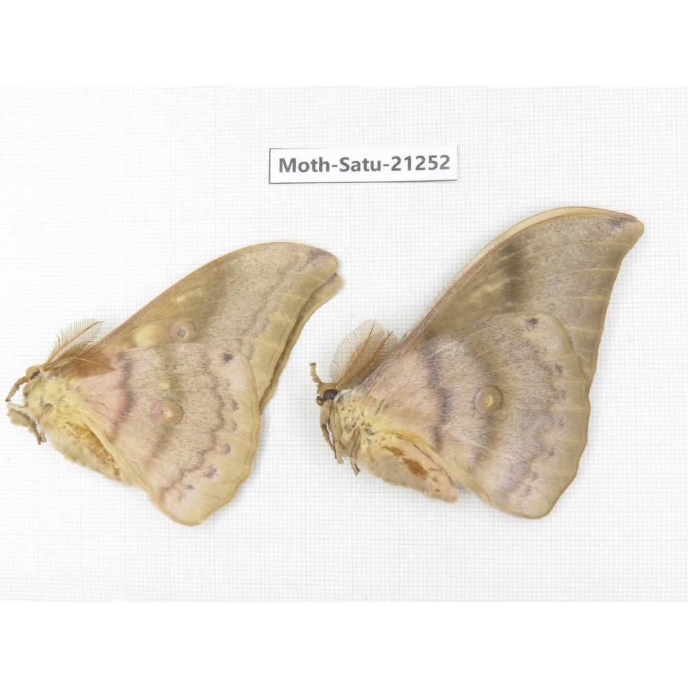 Saturniidae sp. China, Heilongjiang, Jiamusi. 2M. Moth-Satu-21252.