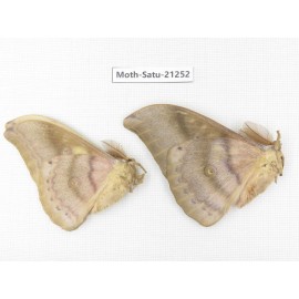 Saturniidae sp. China, Heilongjiang, Jiamusi. 2M. Moth-Satu-21252.