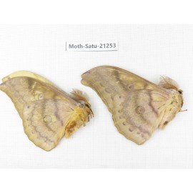 Saturniidae sp. China, Heilongjiang, Jiamusi. 2M. Moth-Satu-21253.