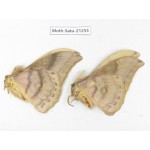 Saturniidae sp. China, Heilongjiang, Jiamusi. 2M. Moth-Satu-21255.