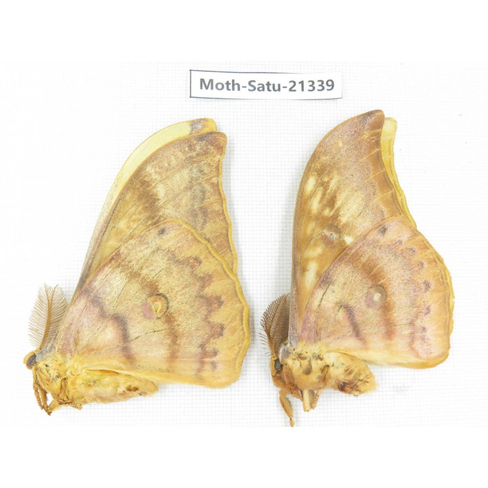 Saturniidae sp. China, Heilongjiang, Jiamusi. 2M. Moth-Satu-21339.