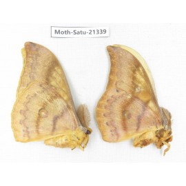 Saturniidae sp. China, Heilongjiang, Jiamusi. 2M. Moth-Satu-21339.