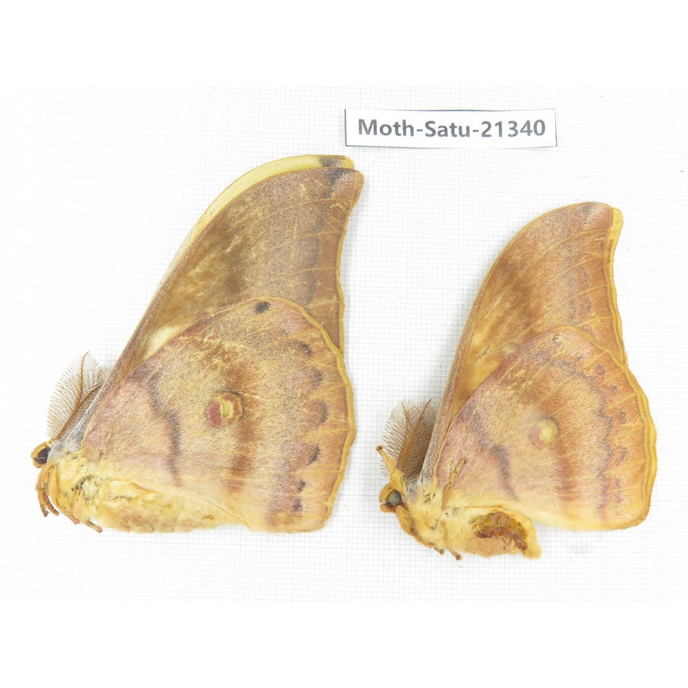 Saturniidae sp. China, Heilongjiang, Jiamusi. 2M. Moth-Satu-21340.