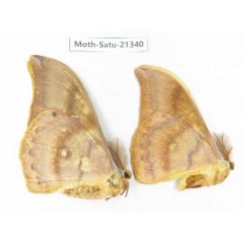 Saturniidae sp. China, Heilongjiang, Jiamusi. 2M. Moth-Satu-21340.