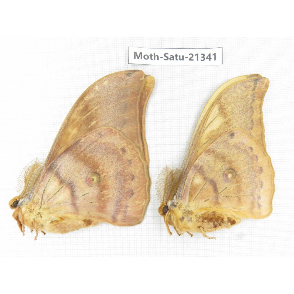 Saturniidae sp. China, Heilongjiang, Jiamusi. 2M. Moth-Satu-21341.