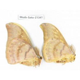 Saturniidae sp. China, Heilongjiang, Jiamusi. 2M. Moth-Satu-21341.