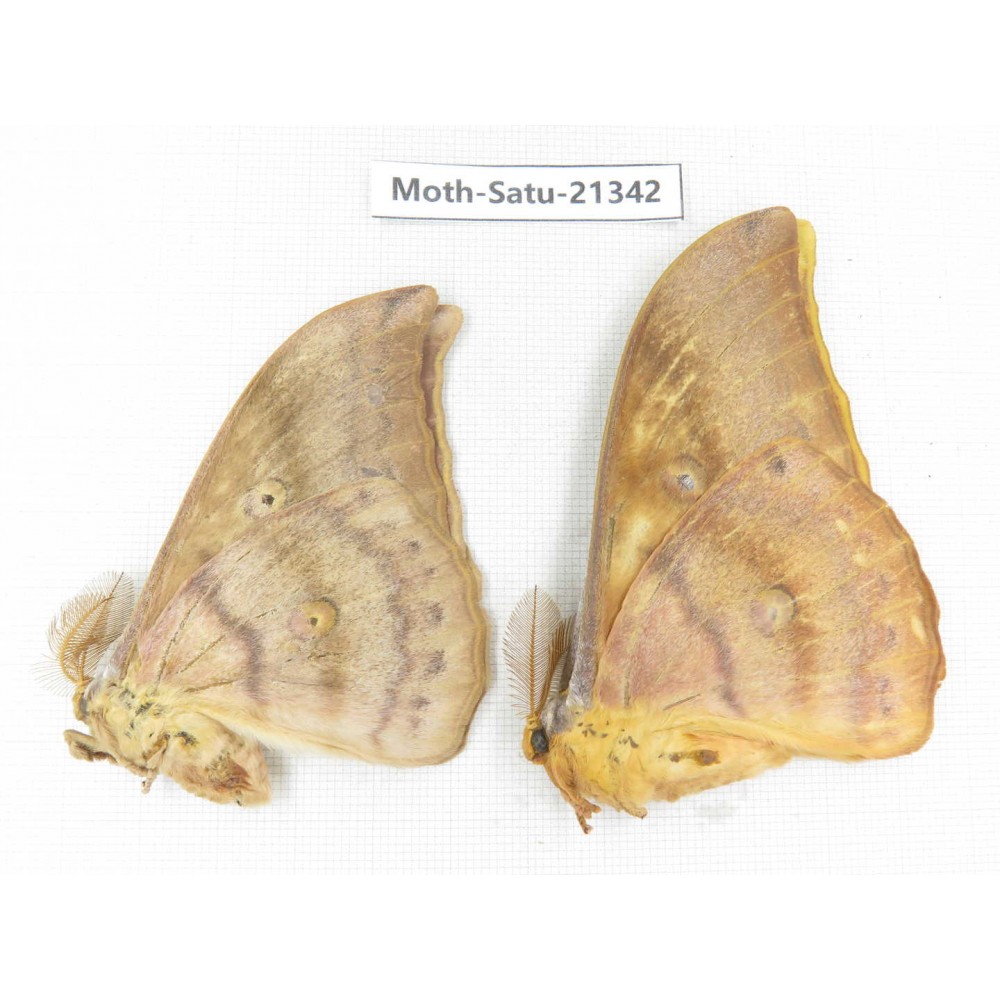 Saturniidae sp. China, Heilongjiang, Jiamusi. 2M. Moth-Satu-21342.