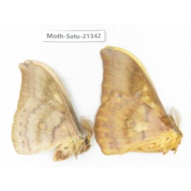 Saturniidae sp. China, Heilongjiang, Jiamusi. 2M. Moth-Satu-21342.