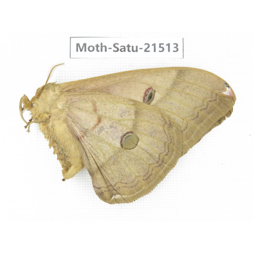 Saturniidae sp. China, Heilongjiang, Jiamusi. 1F. Moth-Satu-21513