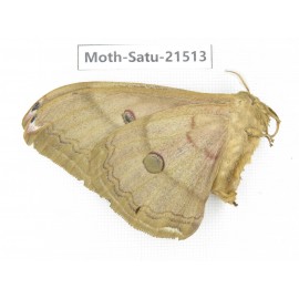 Saturniidae sp. China, Heilongjiang, Jiamusi. 1F. Moth-Satu-21513
