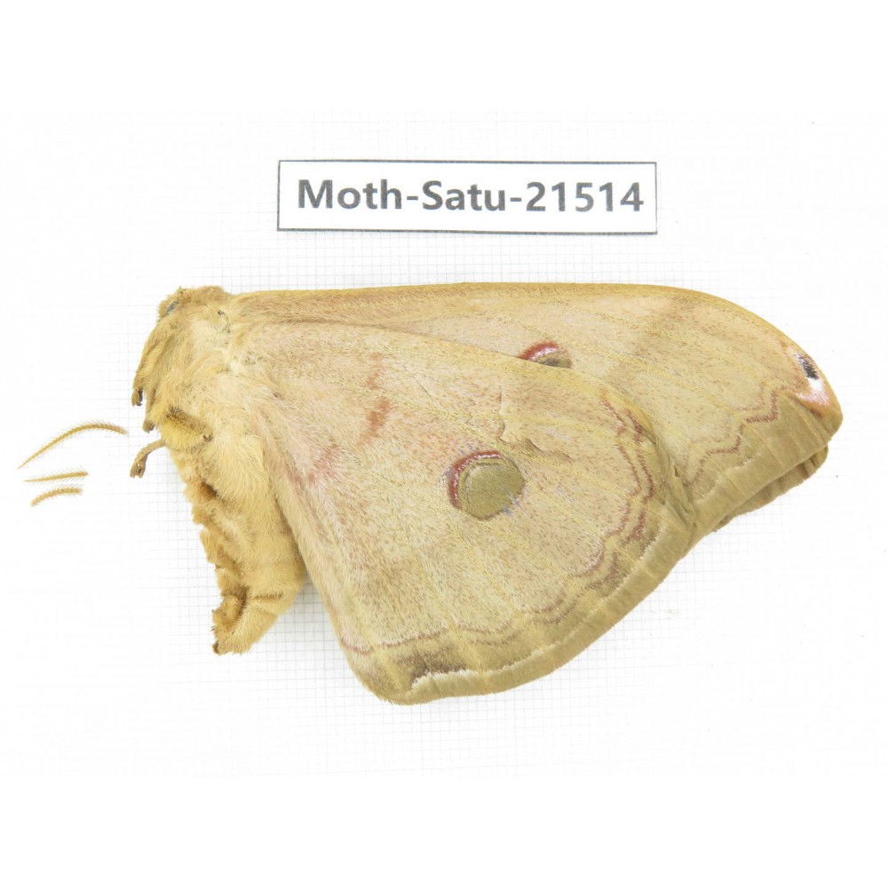 Saturniidae sp. China, Heilongjiang, Jiamusi. 1F. Moth-Satu-21514.