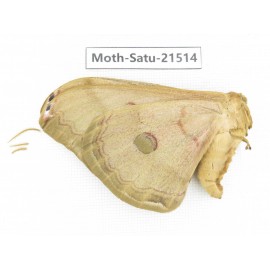 Saturniidae sp. China, Heilongjiang, Jiamusi. 1F. Moth-Satu-21514.