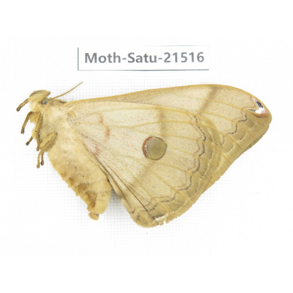 Saturniidae sp. China, Heilongjiang, Jiamusi. 1F. Moth-Satu-21516.