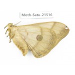 Saturniidae sp. China, Heilongjiang, Jiamusi. 1F. Moth-Satu-21516.