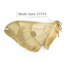 Saturniidae sp. China, Heilongjiang, Jiamusi. 1F. Moth-Satu-21516.