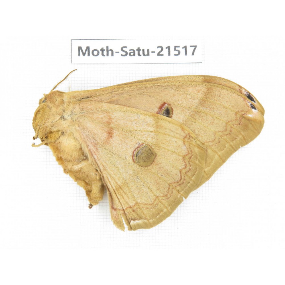 Saturniidae sp. China, Heilongjiang, Jiamusi. 1F. Moth-Satu-21517.