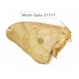 Saturniidae sp. China, Heilongjiang, Jiamusi. 1F. Moth-Satu-21517.
