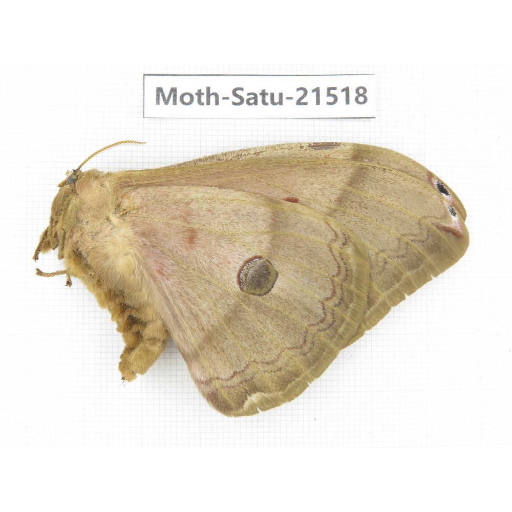 Saturniidae sp. China, Heilongjiang, Jiamusi. 1F. Moth-Satu-21518.