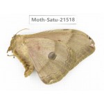 Saturniidae sp. China, Heilongjiang, Jiamusi. 1F. Moth-Satu-21518.