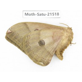 Saturniidae sp. China, Heilongjiang, Jiamusi. 1F. Moth-Satu-21518.