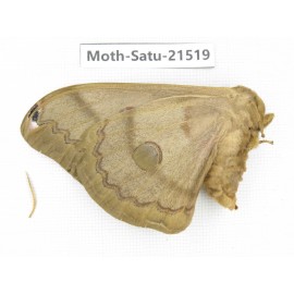Saturniidae sp. China, Heilongjiang, Jiamusi. 1F. Moth-Satu-21519.