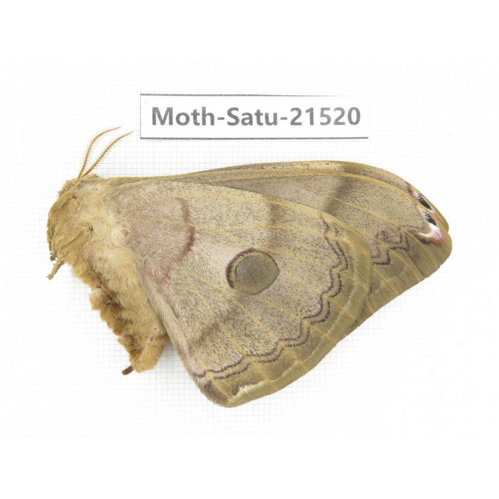 Saturniidae sp. China, Heilongjiang, Jiamusi. 1F. Moth-Satu-21520.