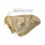 Saturniidae sp. China, Heilongjiang, Jiamusi. 1F. Moth-Satu-21520.