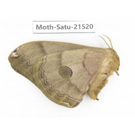 Saturniidae sp. China, Heilongjiang, Jiamusi. 1F. Moth-Satu-21520.