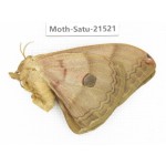 Saturniidae sp. China, Heilongjiang, Jiamusi. 1F. Moth-Satu-21521.