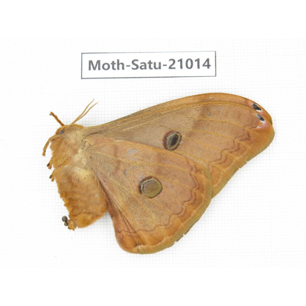 Saturniidae sp. China, Heilongjiang, Mudanjiang. 1F. Moth-Satu-21014.