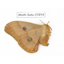 Saturniidae sp. China, Heilongjiang, Mudanjiang. 1F. Moth-Satu-21014.